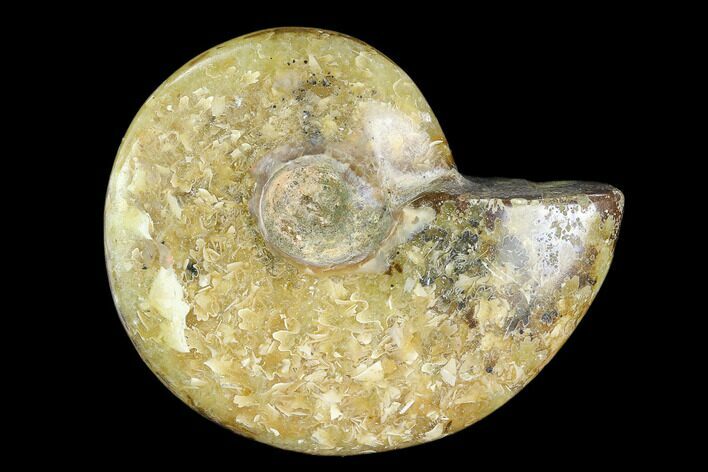 Polished, Agatized Ammonite (Cleoniceras) - Madagascar #119055